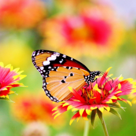 A butterfly on a bright orange and red flower