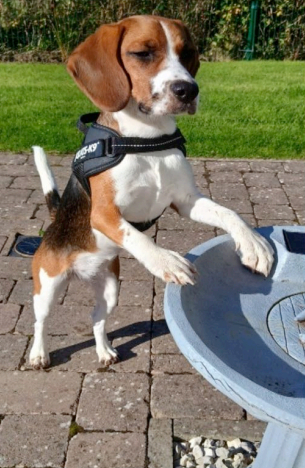 Therapy dog