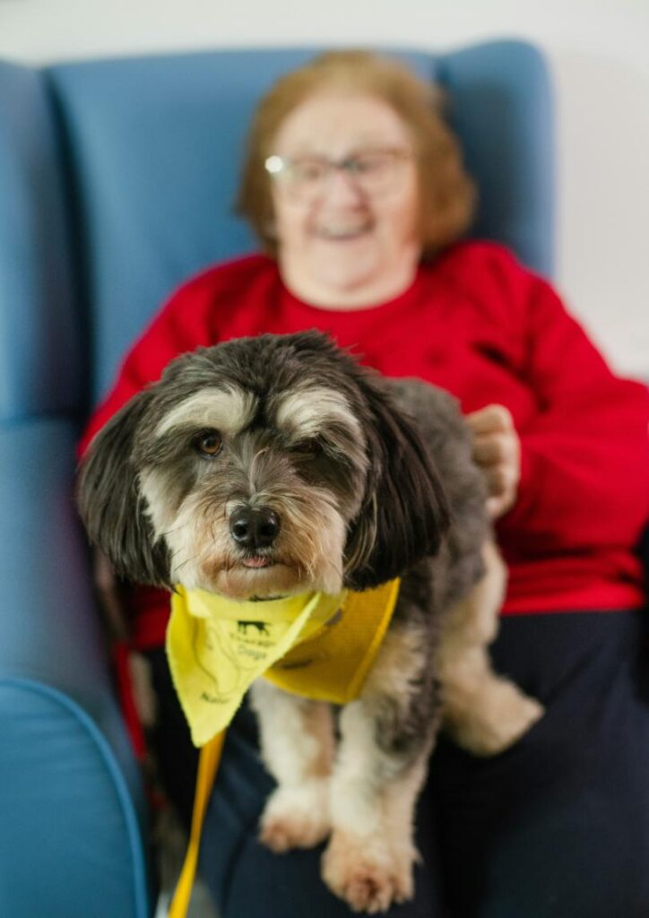 pet therapy dog sitting on elderly womans lap