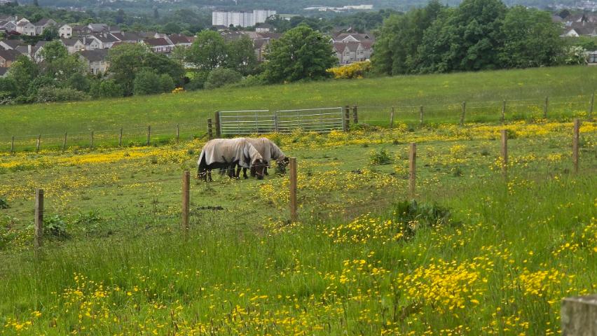 ponies in a field