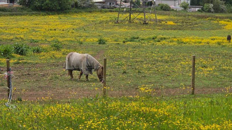 a pony in a field